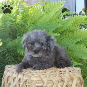 Blitz, Bich-Poo Puppy